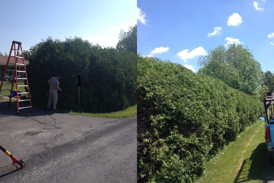 Hedge Trimming Handyman Services.jpg
